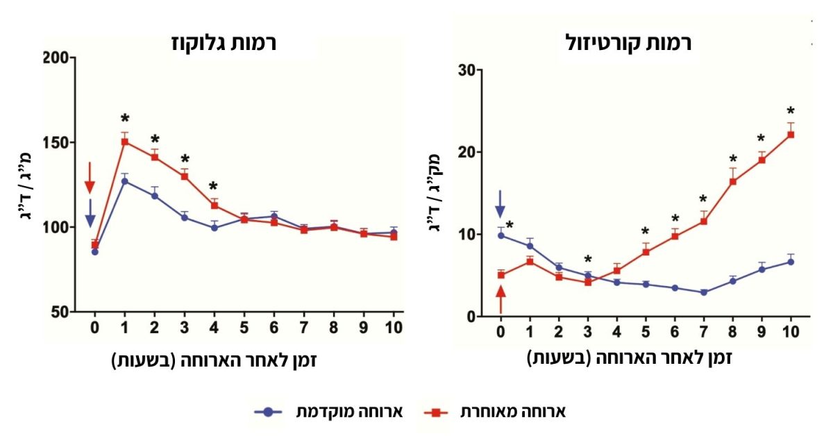 ארוחה מאוחרת ורמות גלוקוז וקורטיזול